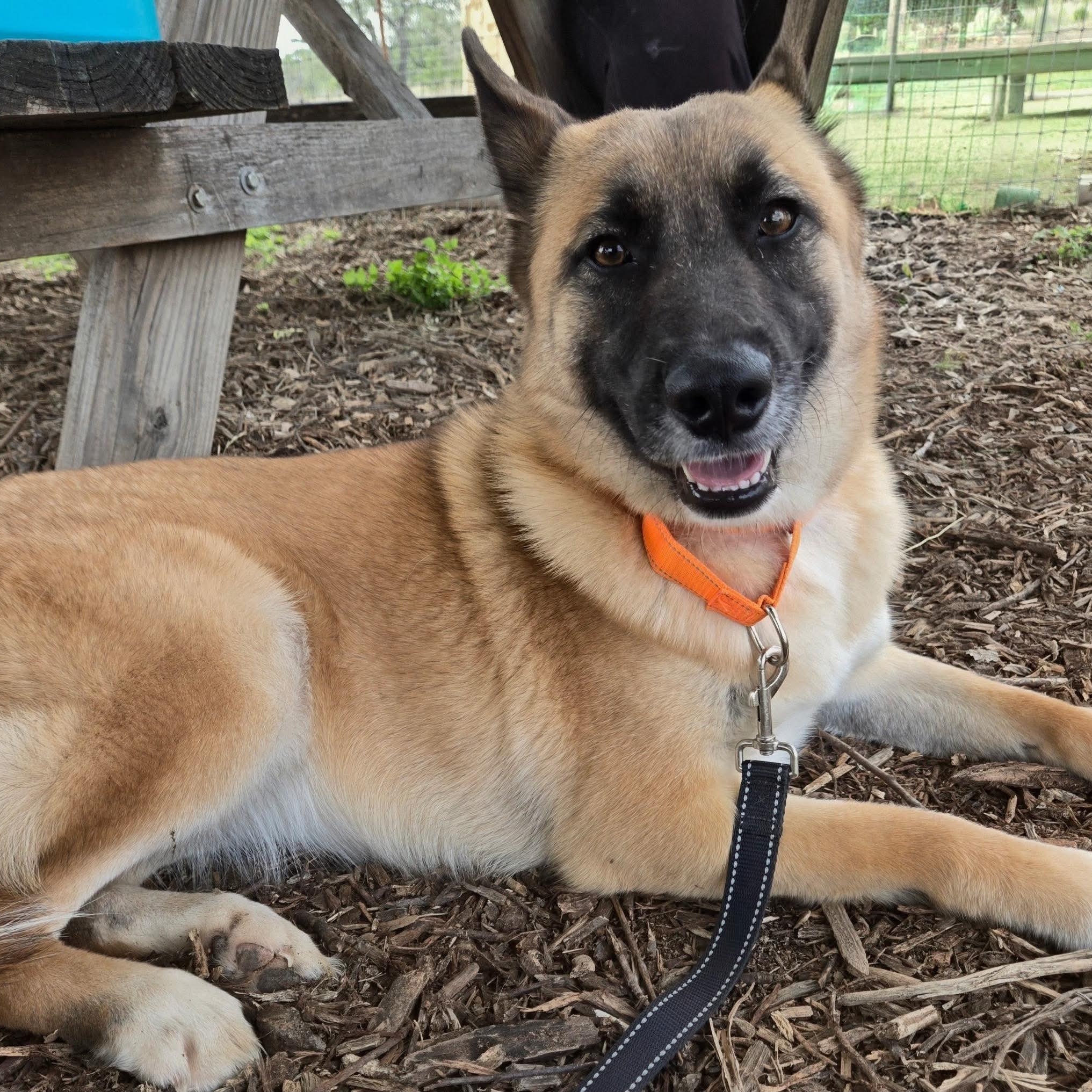 Calliope, adopted, Young Female German Shepherd Dog.