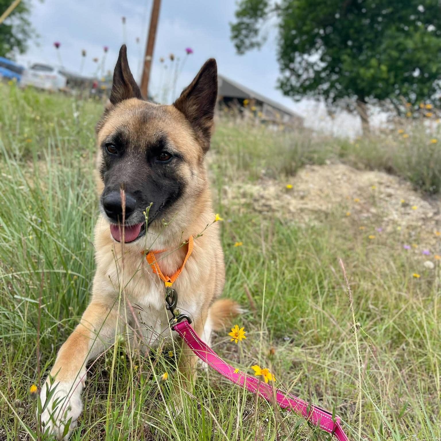 Enlarge Calliope, an adopted German Shepherd Dog in Center Point, TX image 3/5