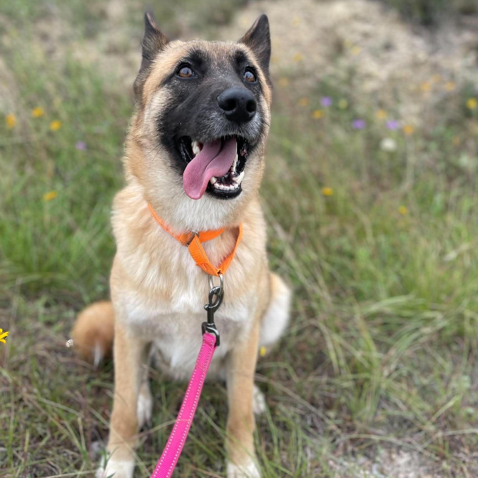 Enlarge Calliope, an adopted German Shepherd Dog in Center Point, TX image 2/5