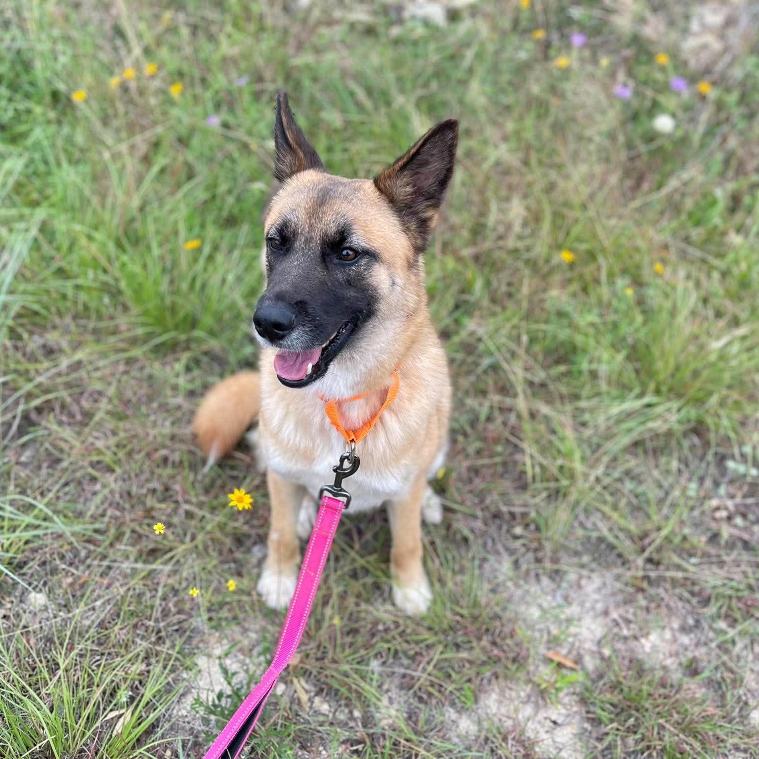 Enlarge Calliope, an adopted German Shepherd Dog in Center Point, TX image 5/5