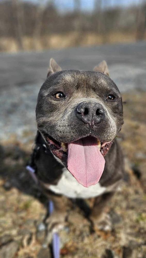 Enlarge Hot Pocket, a Adoptable mixed breed in Wayne, NJ image 1/1