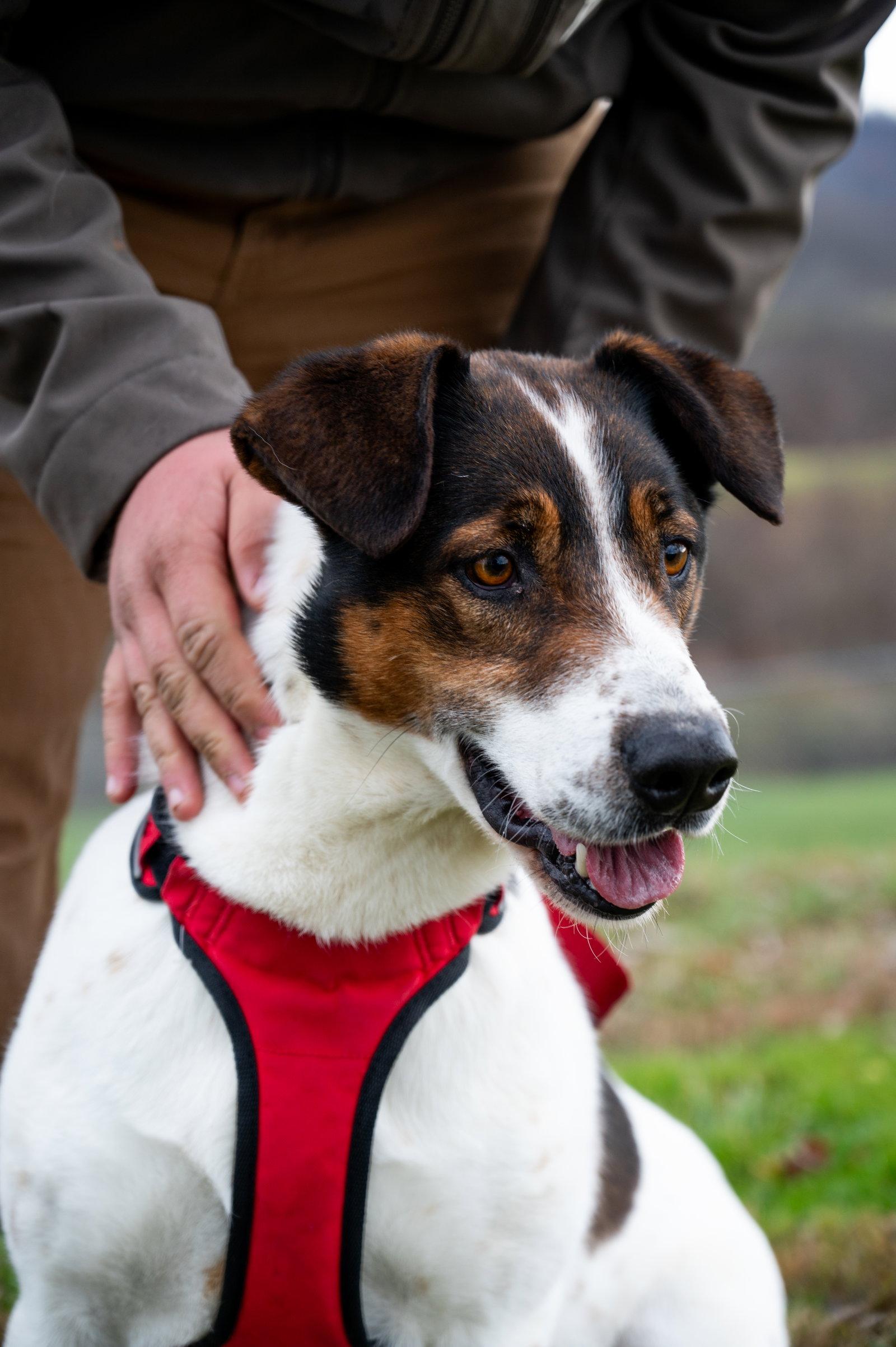 Champ, a Adoptable Spaniel in Sistersville, WV image 2/3