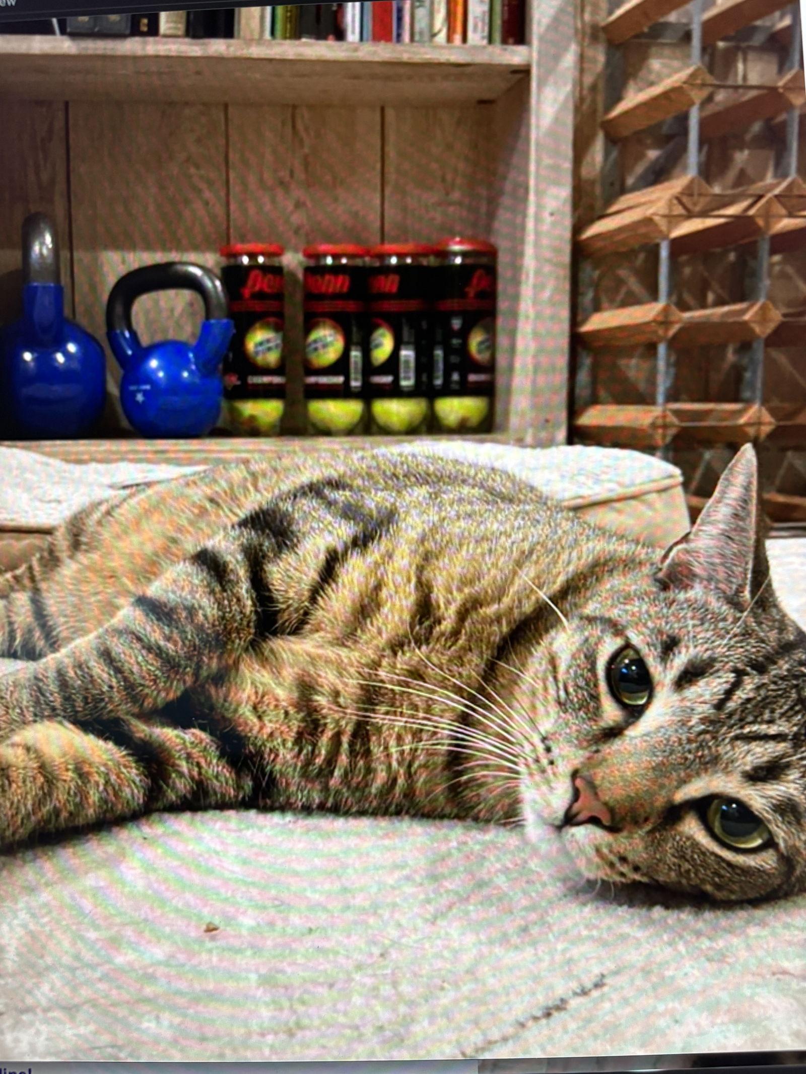 Chip, Adoptable, Adult Male Domestic Short Hair.