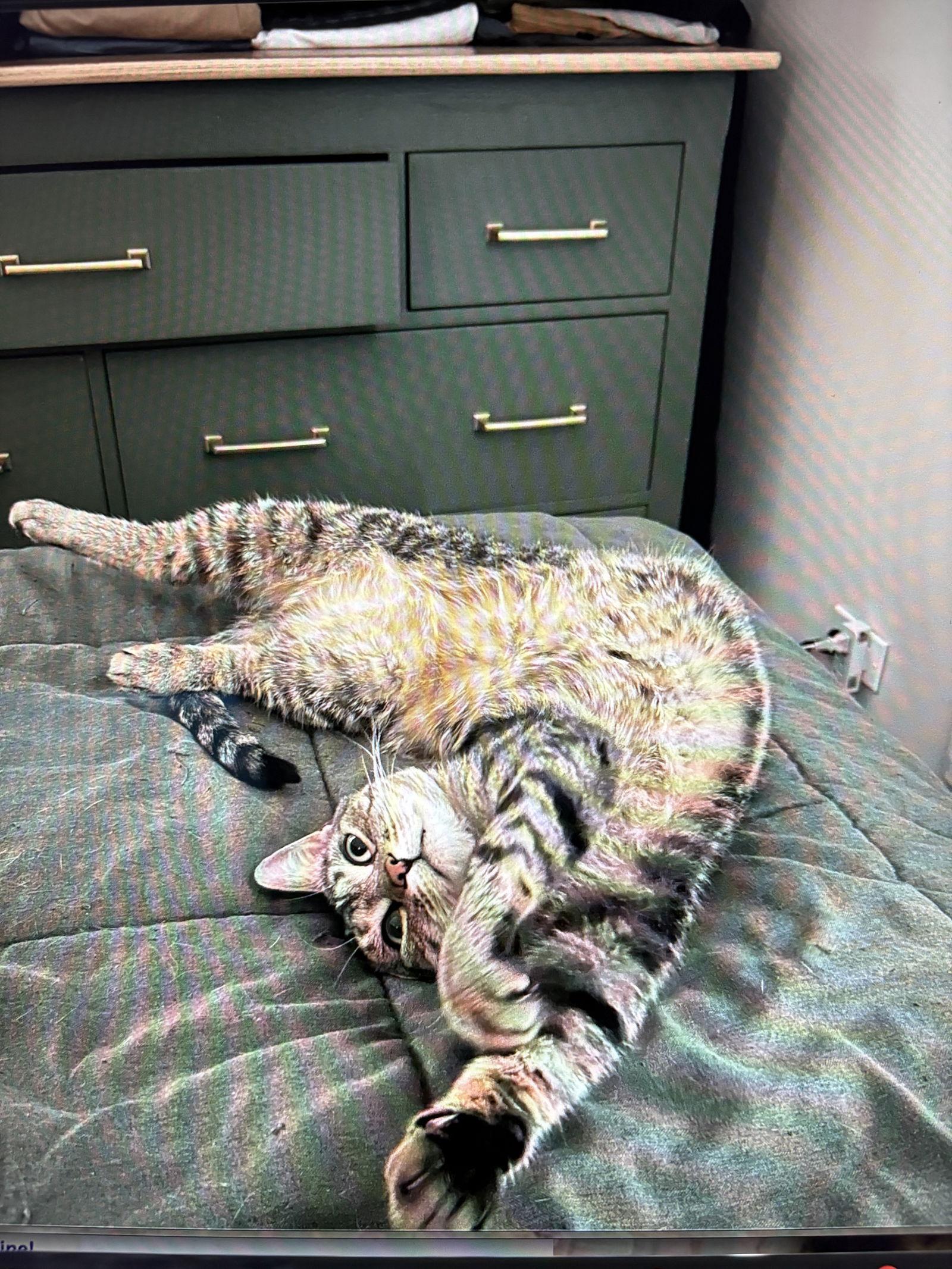 Enlarge Chip, a Adoptable Domestic Short Hair in West Palm Beach, FL image 2/3