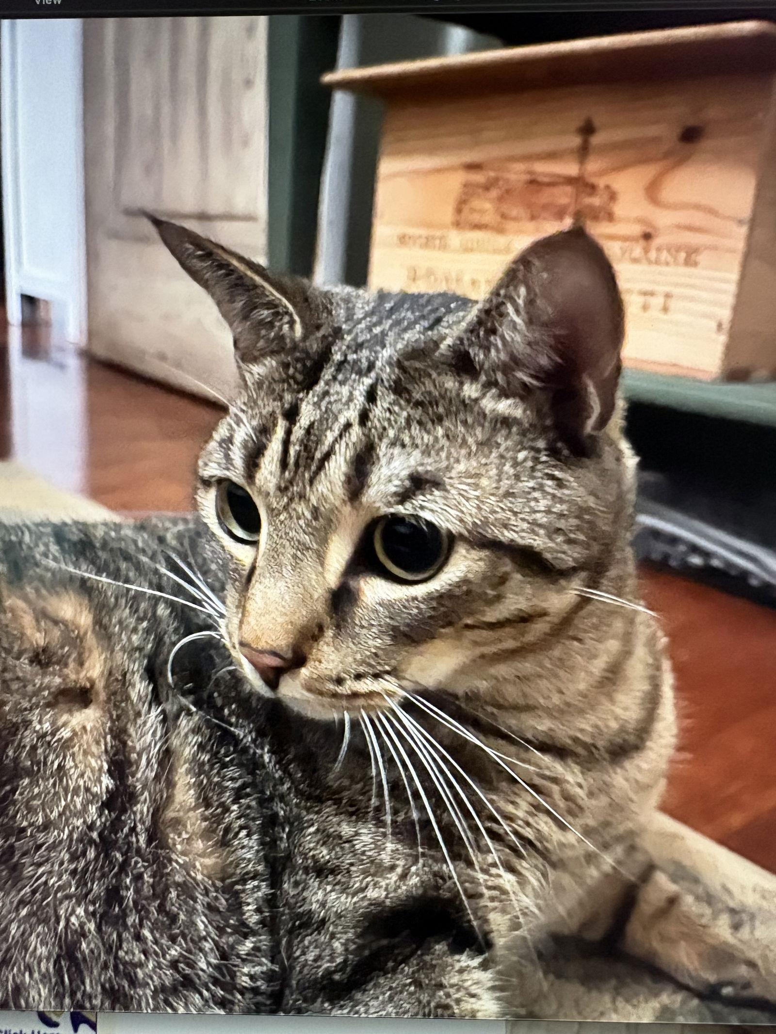 Enlarge Chip, a Adoptable Domestic Short Hair in West Palm Beach, FL image 3/3