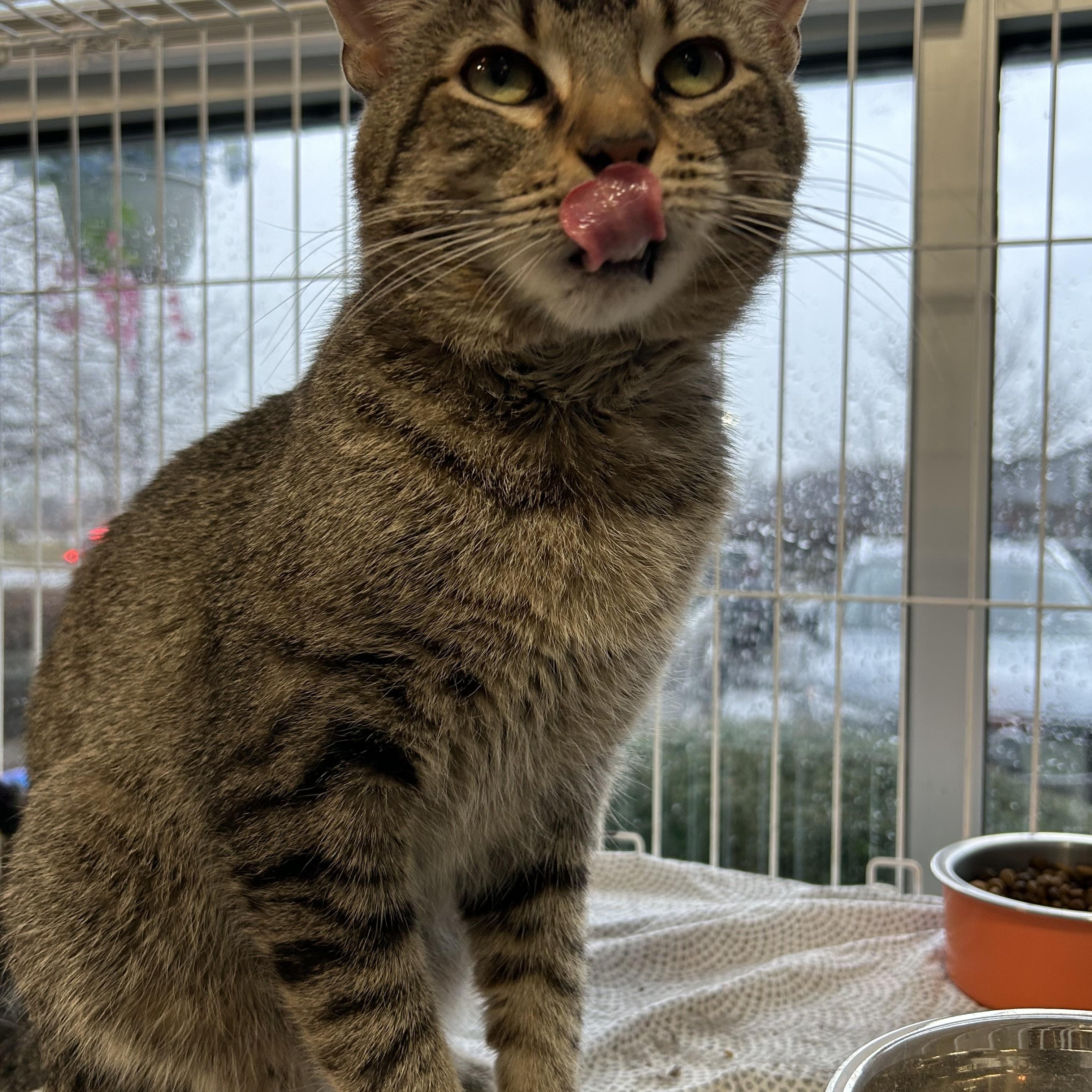Enlarge Ty, a Adoptable Domestic Short Hair in Mokena, IL image 5/6