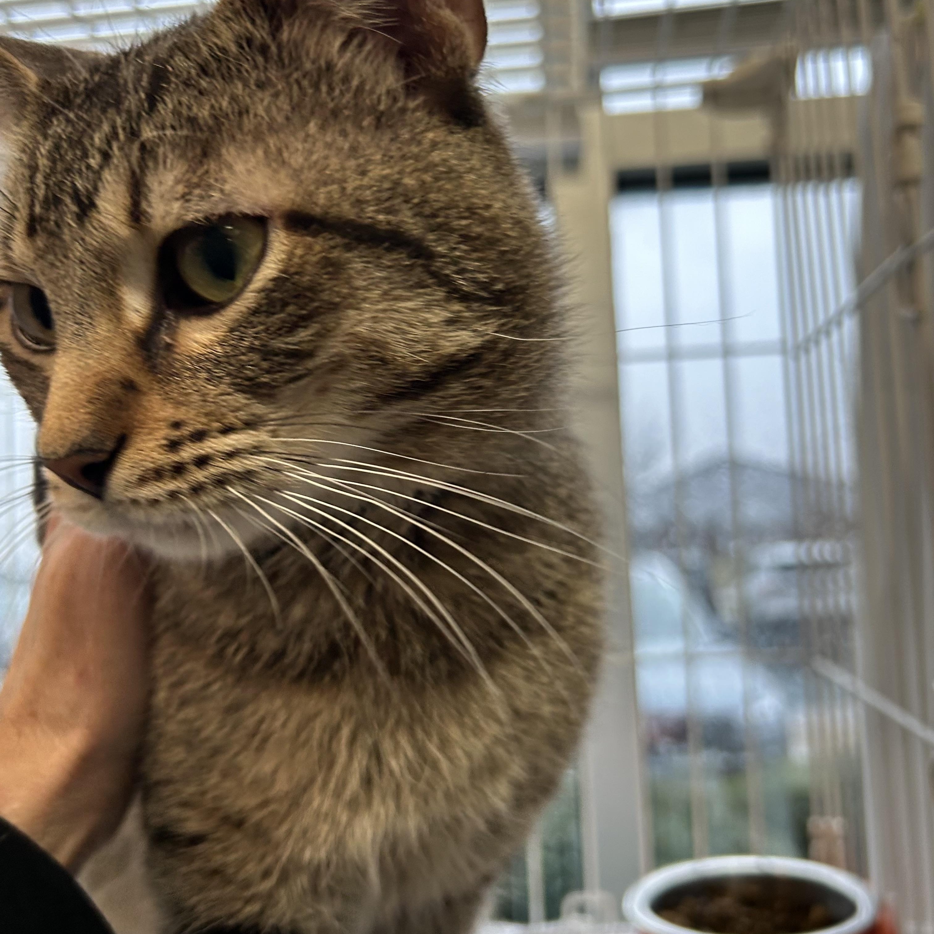 Enlarge Ty, a Adoptable Domestic Short Hair in Mokena, IL image 2/6