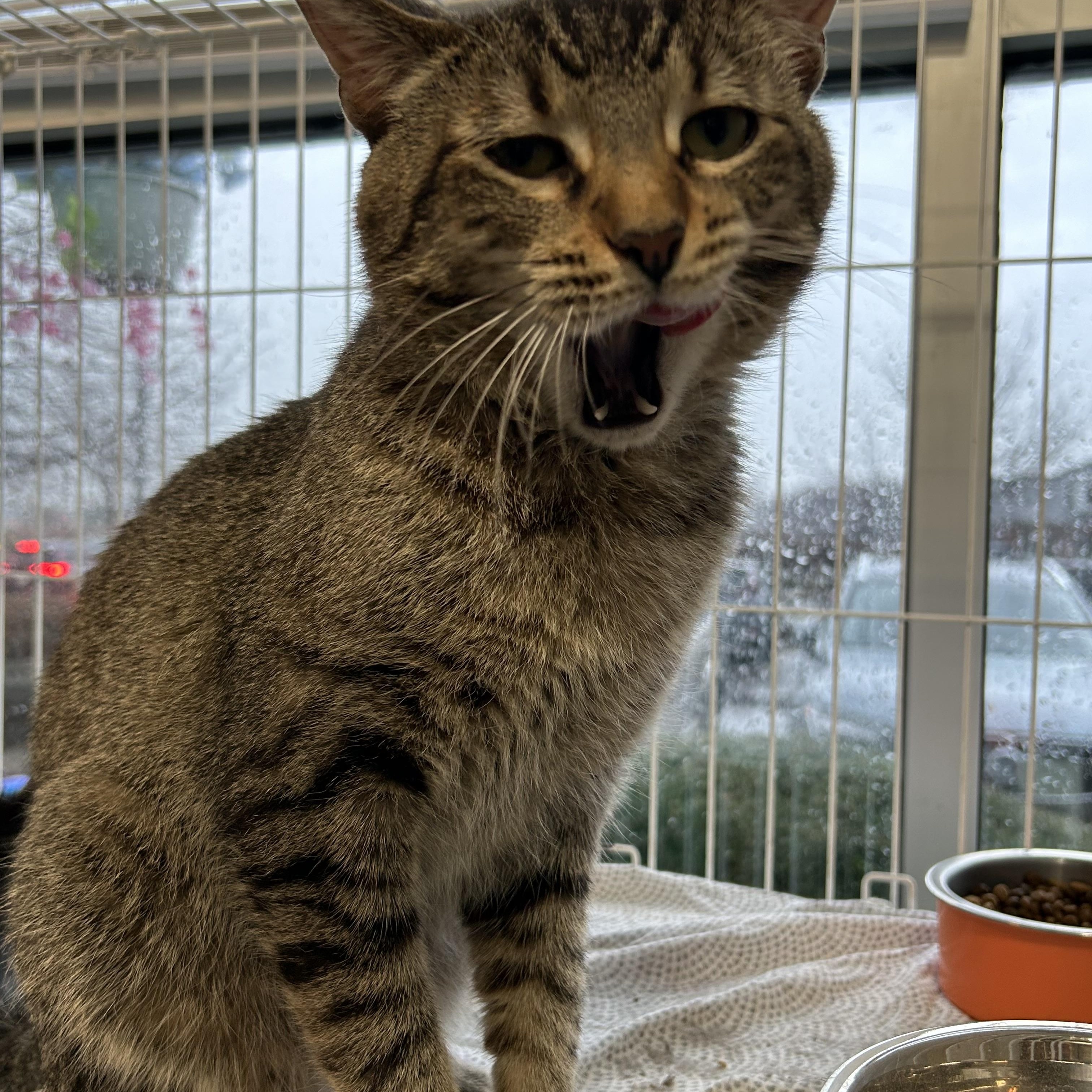 Enlarge Ty, a Adoptable Domestic Short Hair in Mokena, IL image 6/6