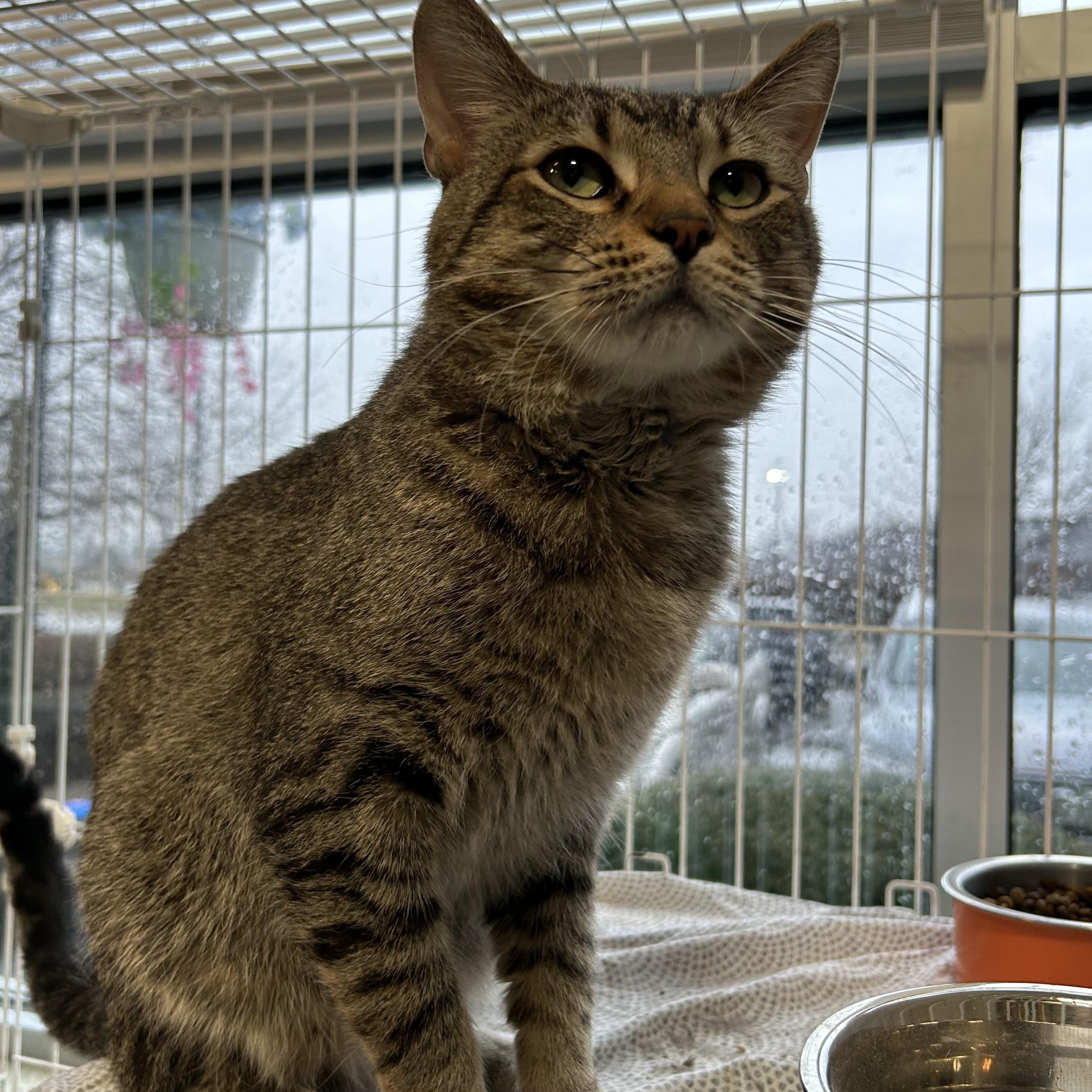 Ty, Adoptable, Young Male Domestic Short Hair.