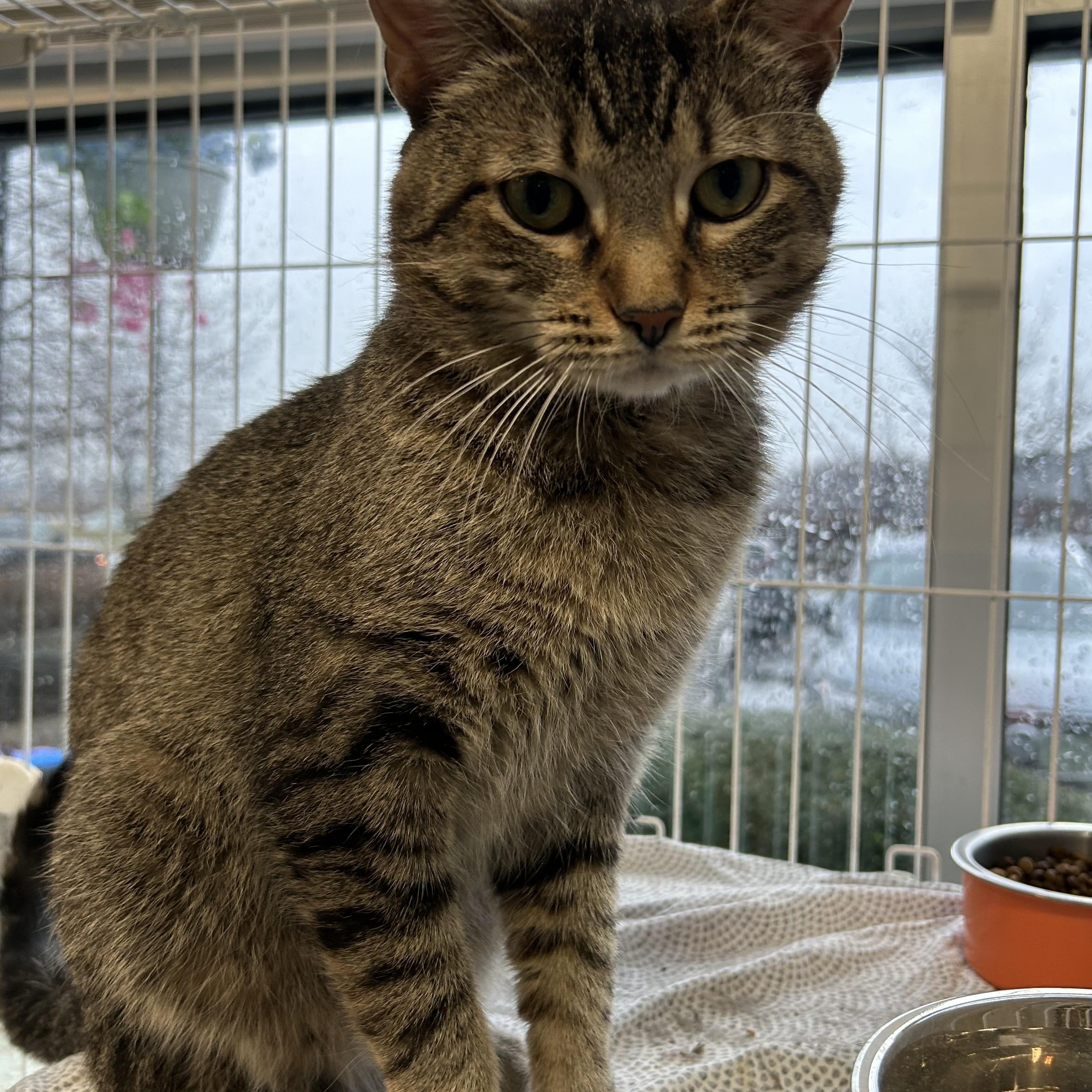 Enlarge Ty, a Adoptable Domestic Short Hair in Mokena, IL image 1/6
