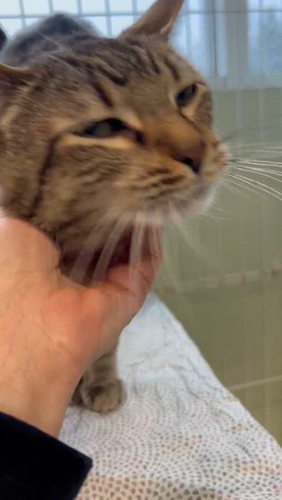 Enlarge Ty, a Adoptable Domestic Short Hair in Mokena, IL video 3/6