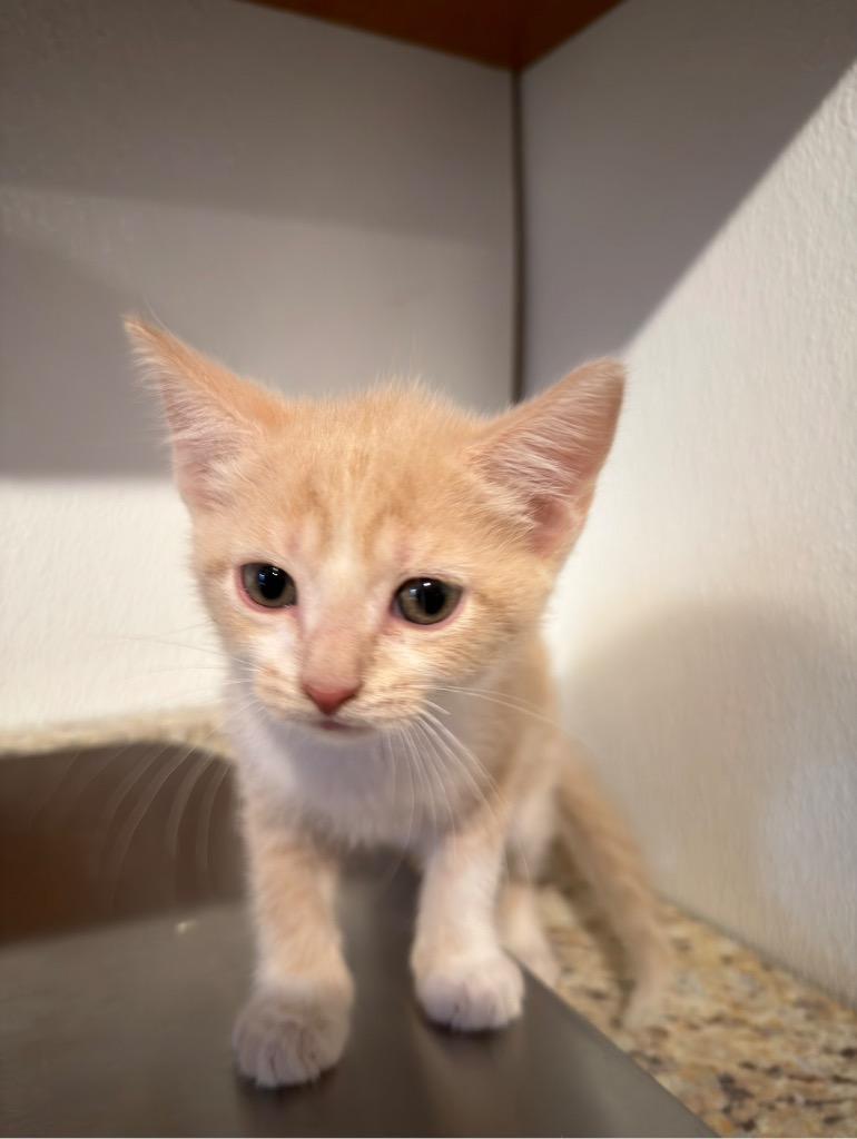Dipsy, Adopted, Kitten Male Domestic Short Hair.