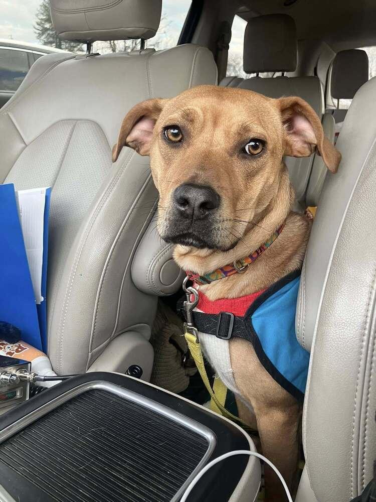 Minnie Mouse, Adoptable, Young Female Mixed Breed.