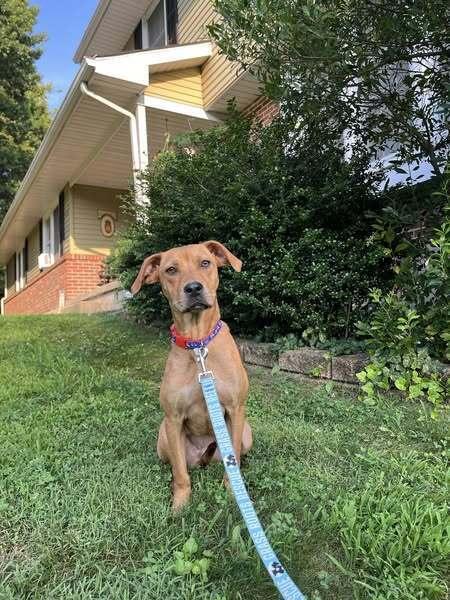 Enlarge Minnie Mouse, a Adoptable mixed breed in Milton, DE image 1/3