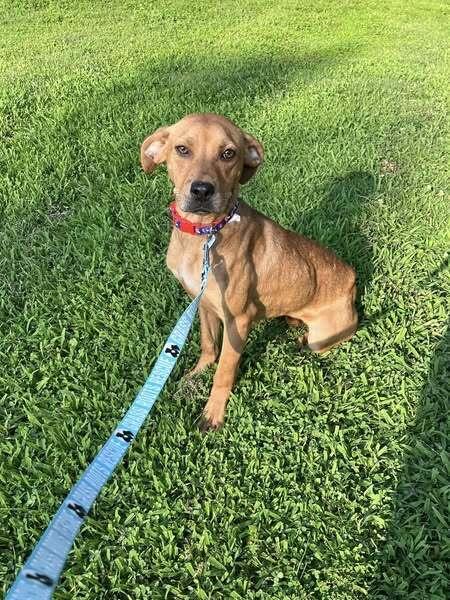 Enlarge Minnie Mouse, a Adoptable mixed breed in Milton, DE image 2/3