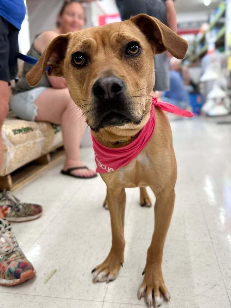 Minnie Mouse, Adoptable, Young Female Mixed Breed.