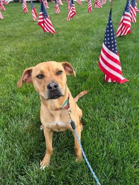 Enlarge Minnie Mouse, a Adoptable mixed breed in Milton, DE image 2/3
