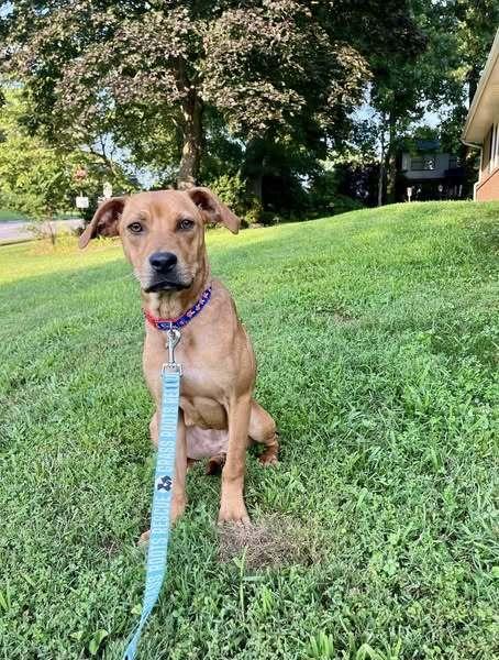 Minnie Mouse, Adoptable, Young Female Mixed Breed.