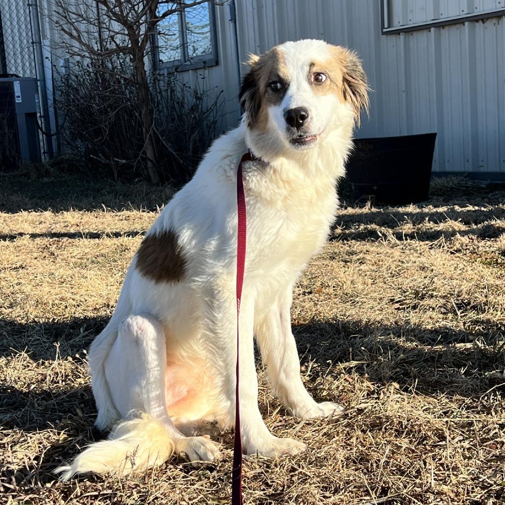Chicken Pot Pie, Adoptable, Young Female Great Pyrenees.