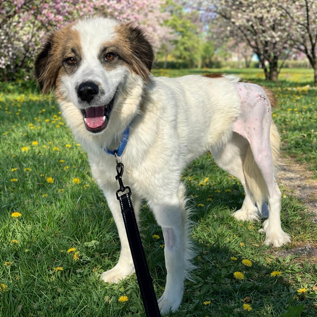 Enlarge Chicken Pot Pie, a Adoptable mixed breed in Norfolk, NE image 2/2