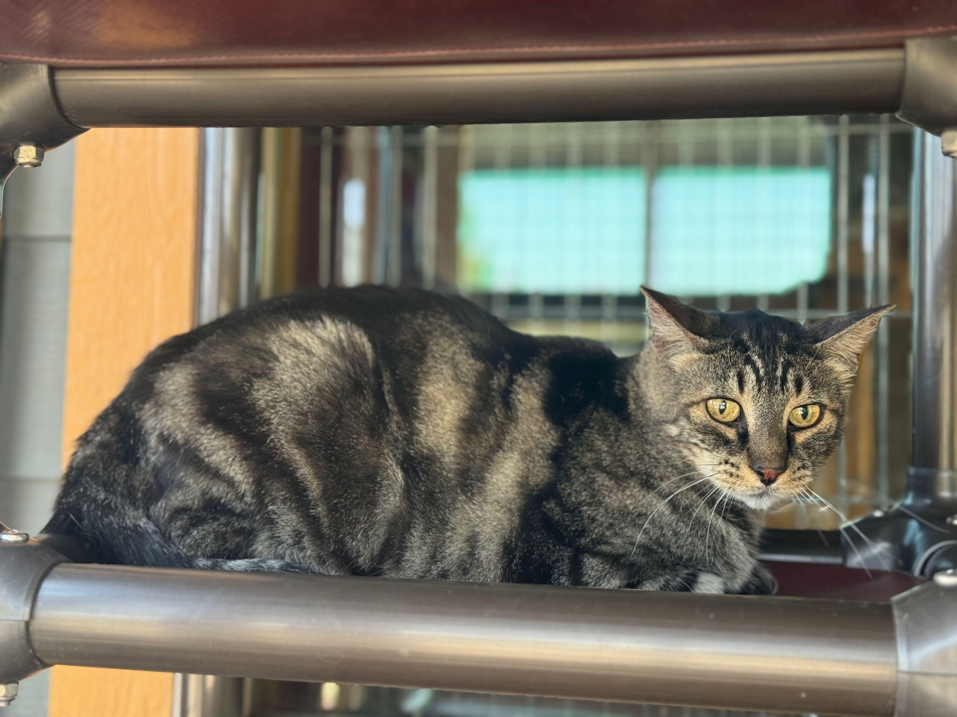 Enlarge Ralph, a ADOPTABLE Domestic Short Hair in Okanogan, WA image 2/2