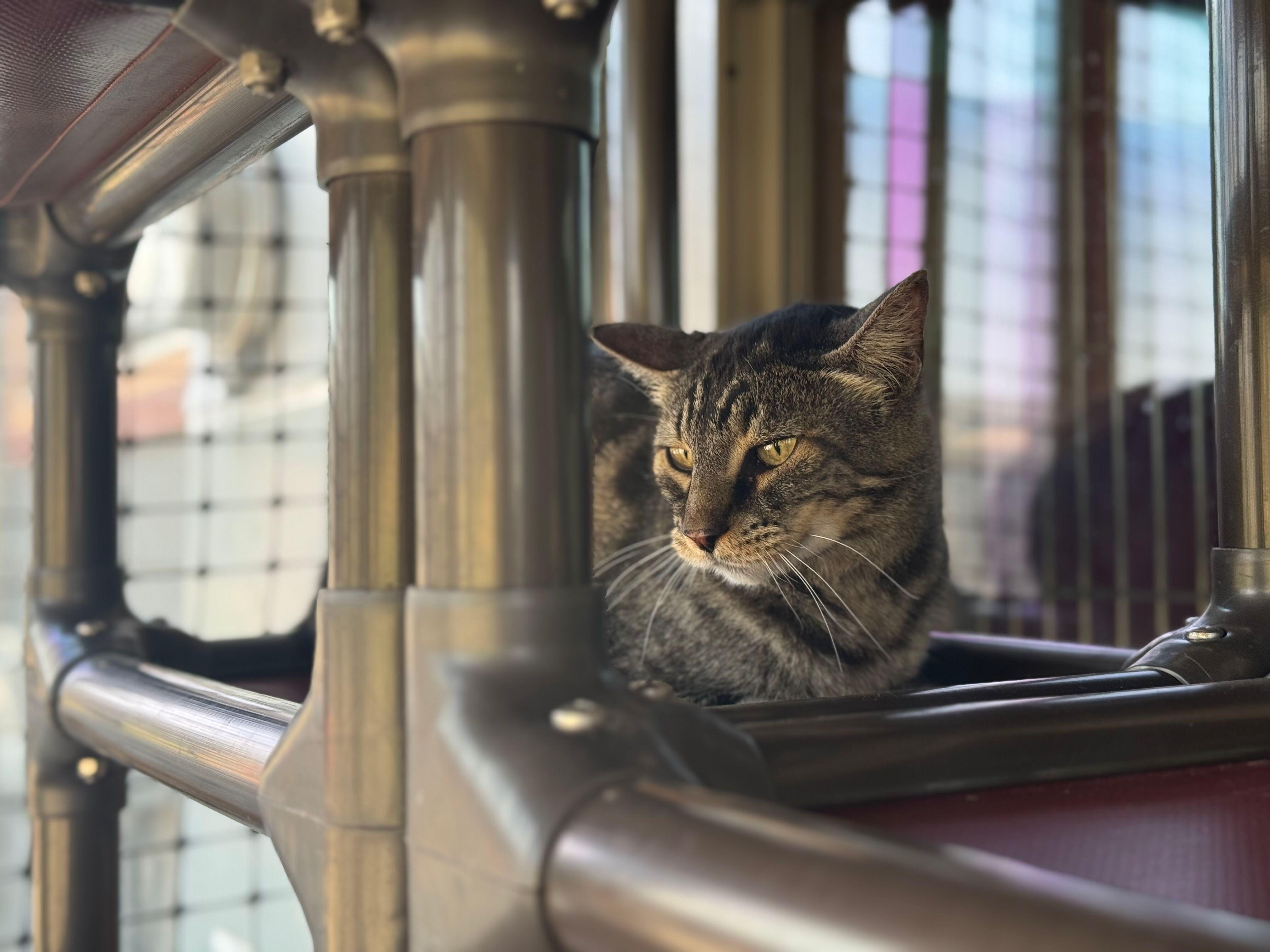 Enlarge Ralph, a ADOPTABLE Domestic Short Hair in Okanogan, WA image 1/2