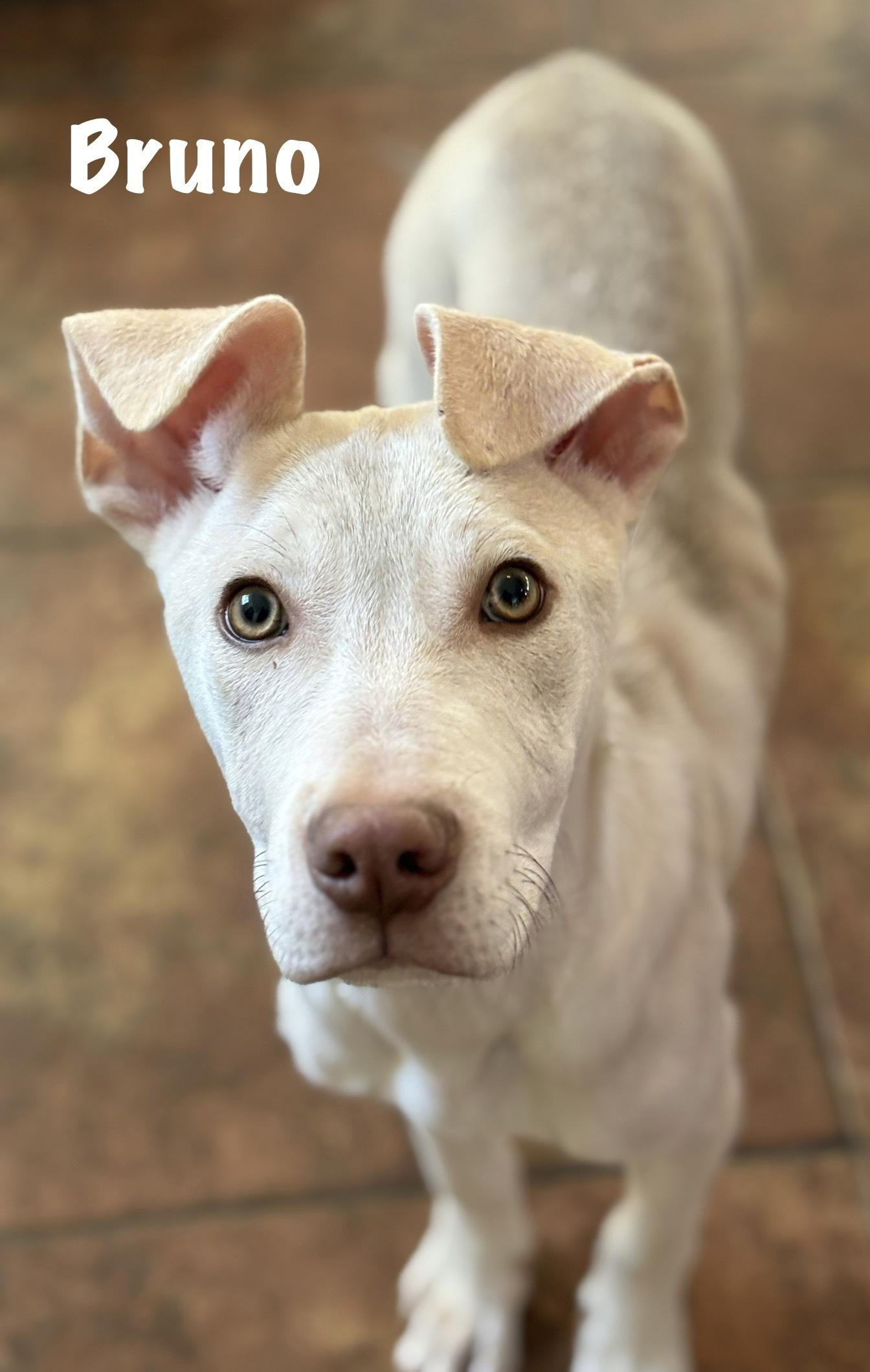 Bruno, a Adoptable mixed breed in Ossining, NY image 6/6