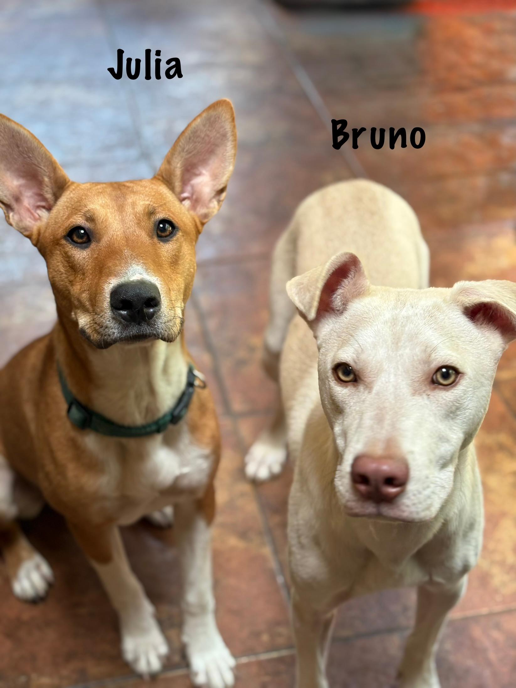 Bruno photo 2
