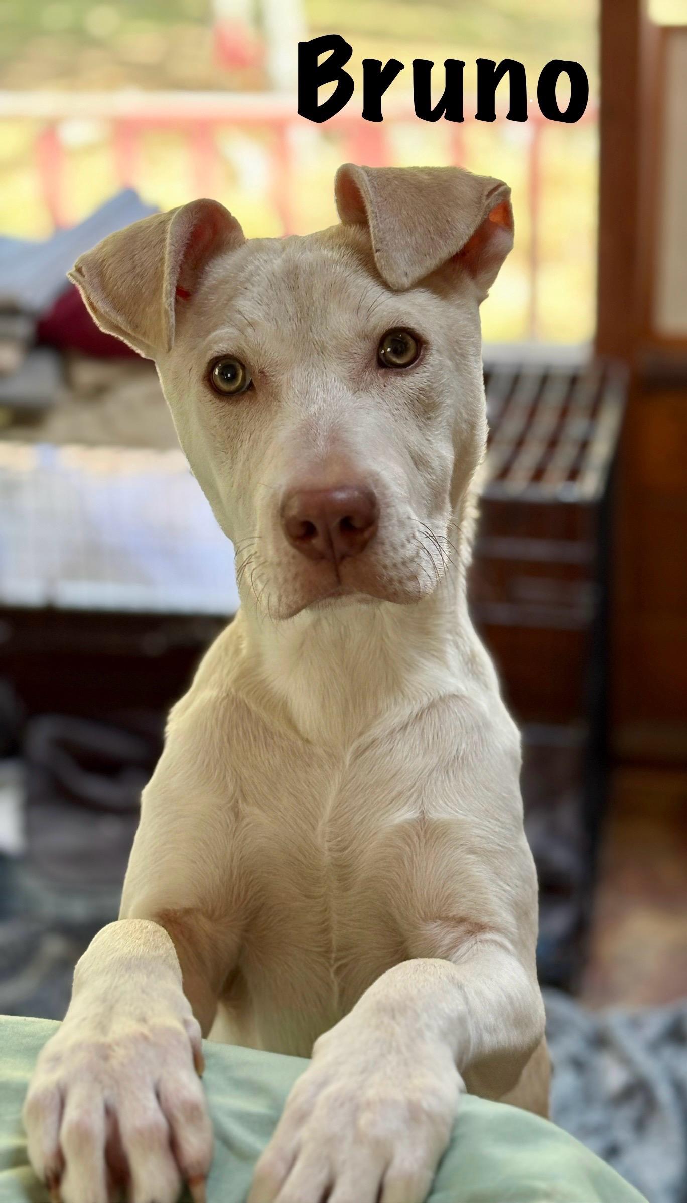 Bruno