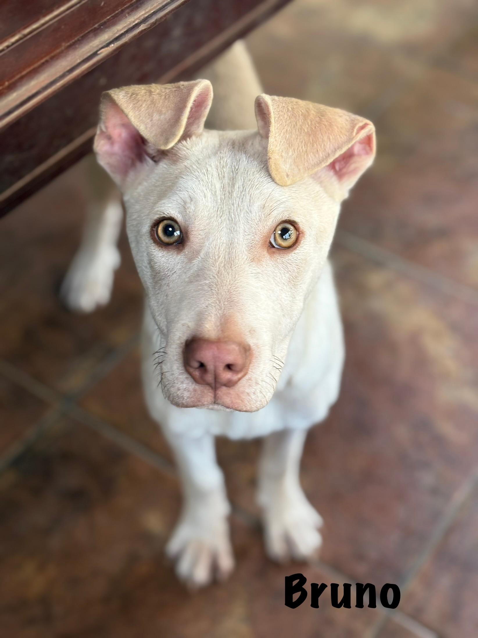 Bruno, a Adoptable mixed breed in Ossining, NY image 5/6