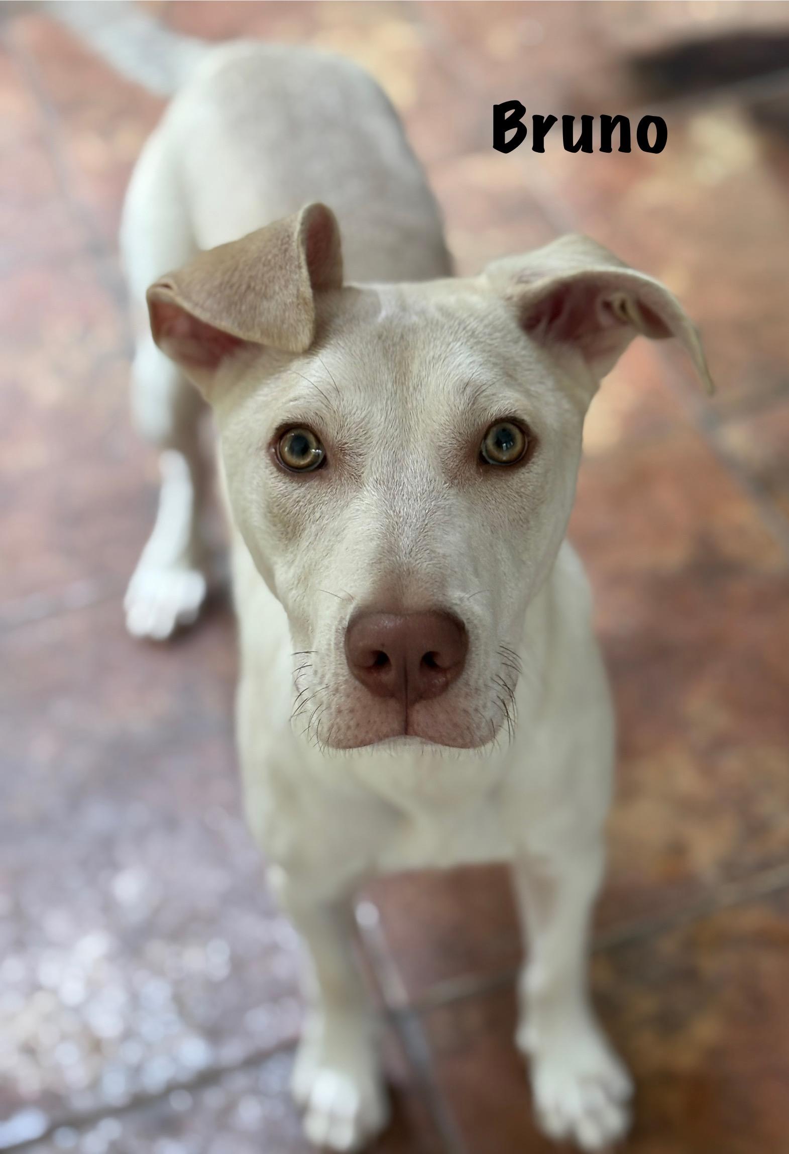 Bruno is 4 months and 23lbs He is a Pyrenees mix Bruno has age appropriate vetting and is dog and