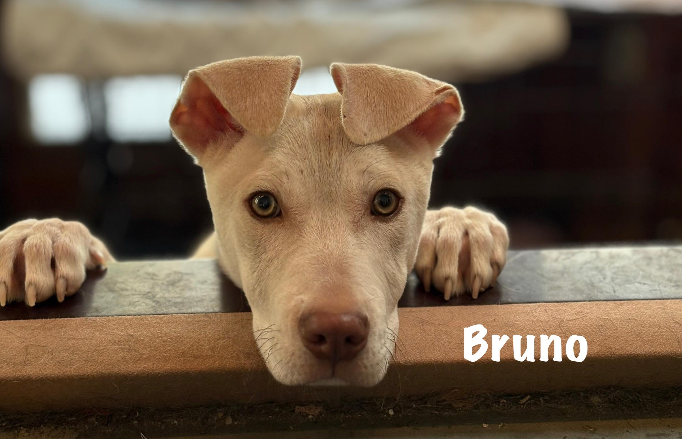 Bruno photo 4