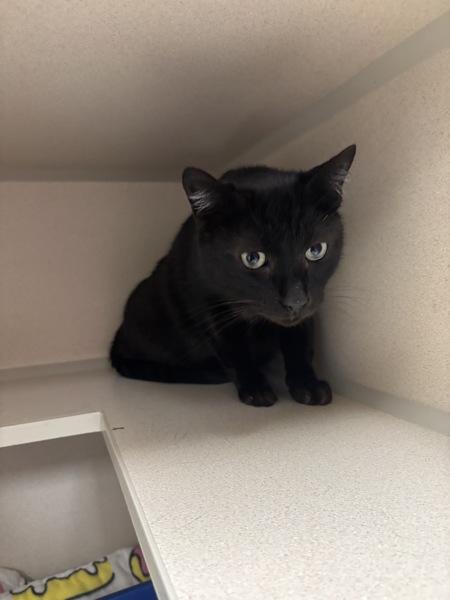 Enlarge Midnight - In Foster, a Adoptable mixed breed in Silverdale, WA image 1/2