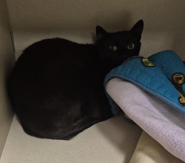 Enlarge Midnight - In Foster, a Adoptable mixed breed in Silverdale, WA image 2/2