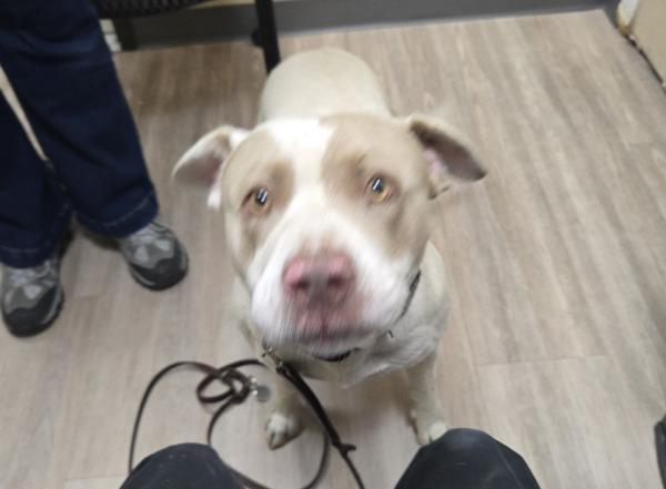 Enlarge Thresher, a Adoptable mixed breed in Oceanside, CA image 1/1