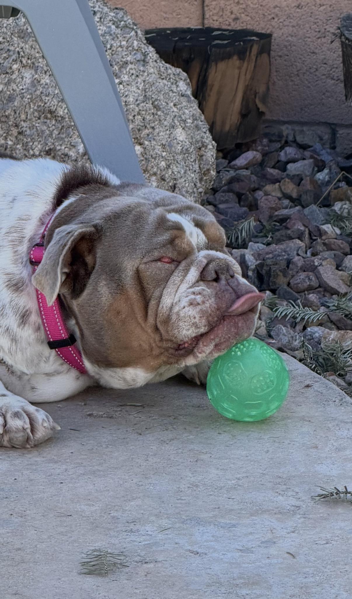 Torvi, Adoptable, Adult Female English Bulldog.