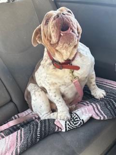 Enlarge Torvi, a Adoptable English Bulldog in Mesa, AZ image 3/6