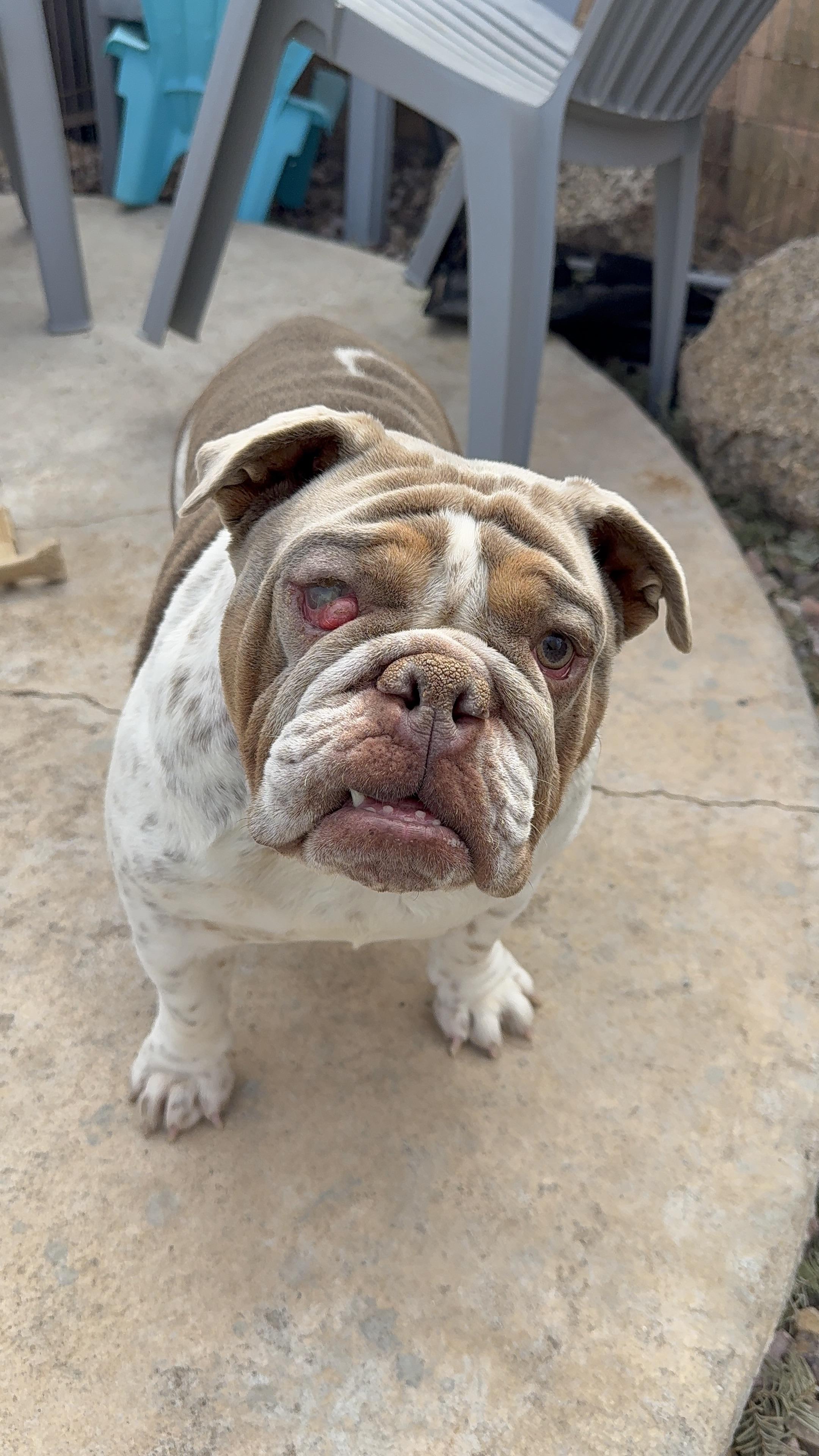 Enlarge Torvi, a Adoptable English Bulldog in Mesa, AZ image 5/6