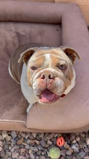 Enlarge Torvi, a Adoptable English Bulldog in Mesa, AZ image 6/6