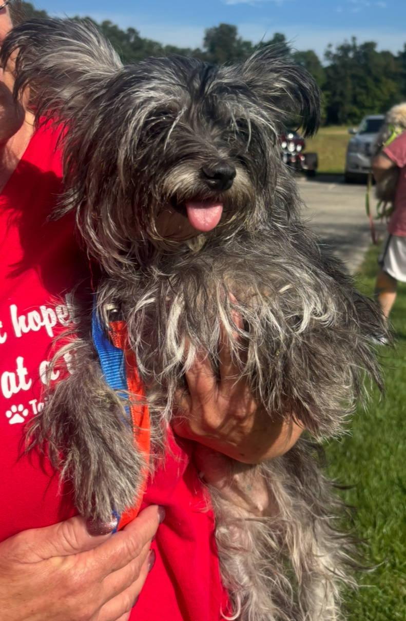 Shaye - ADOPTION IN PROCESS, Adoptable, Young Female Shih Tzu.