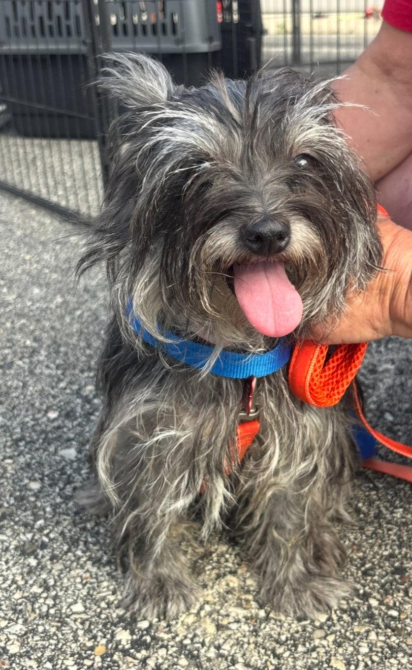 Enlarge Shaye - ADOPTION IN PROCESS, a Adoptable Shih Tzu in Grafton, WI image 2/3