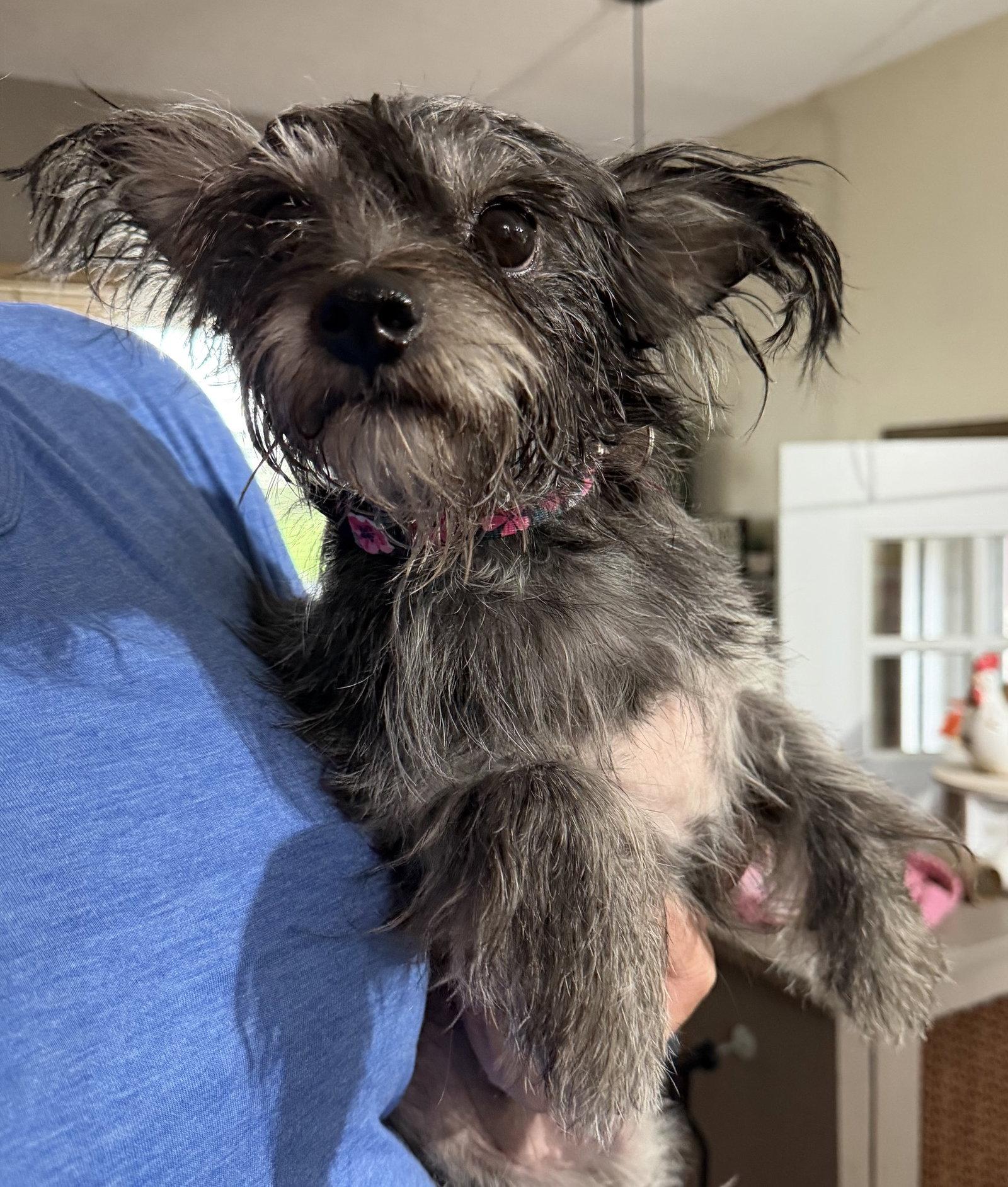 Enlarge Shaye - ADOPTION IN PROCESS, a Adoptable Shih Tzu in Grafton, WI image 3/3