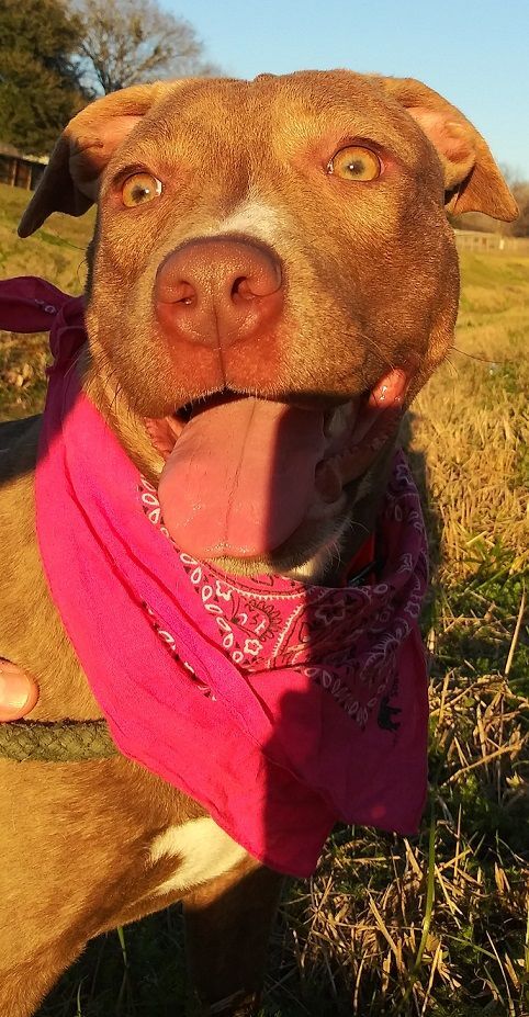 Ally - darling girl!!! (BC-0441156) photo 3