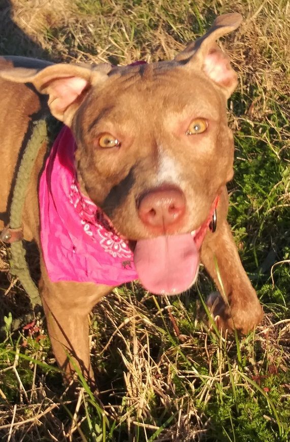 Ally - darling girl!!! (BC-0441156) photo 2