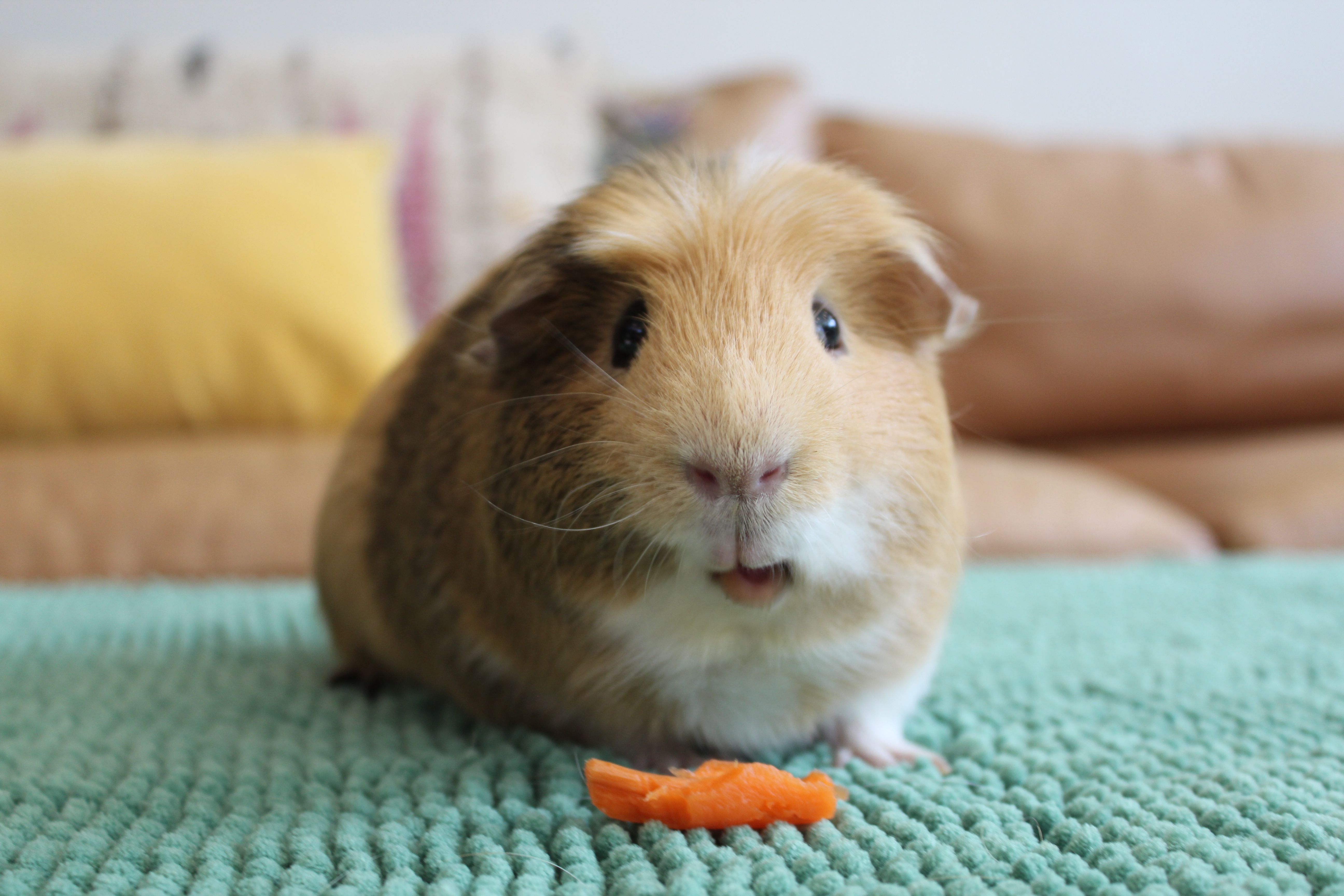 Mason, Adopted, Young Male Short-Haired.