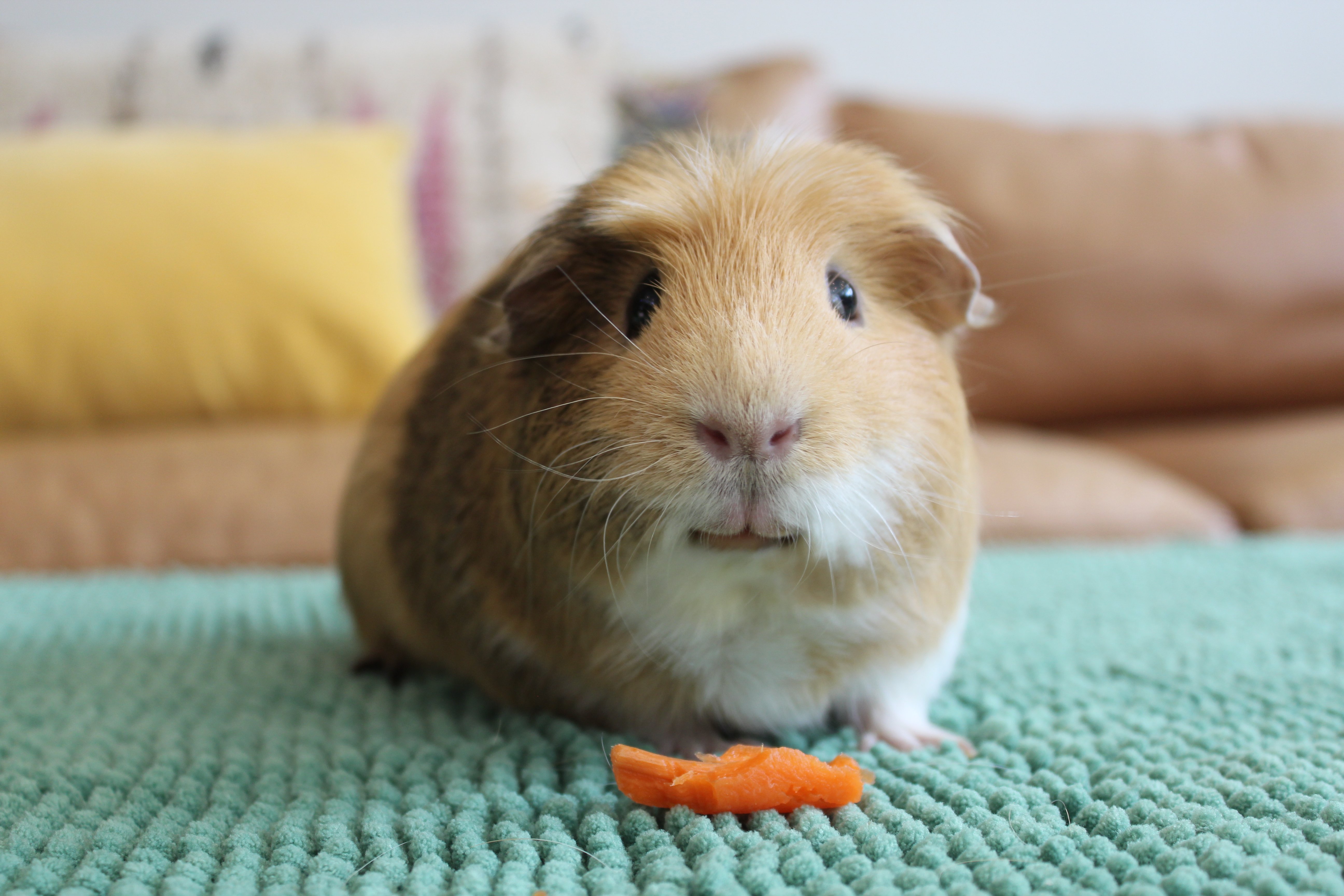 Enlarge Mason, a Adopted mixed breed in Philadelphia, PA image 2/2