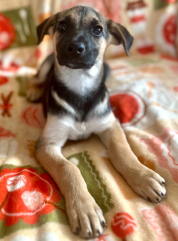 Enlarge Devlin, a Adoptable Terrier in Hudson, NY image 1/3