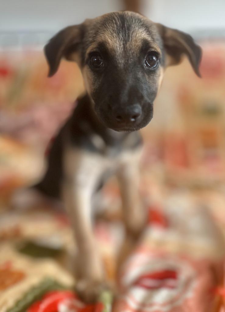 Enlarge Devlin, a Adoptable Terrier in Hudson, NY image 2/3