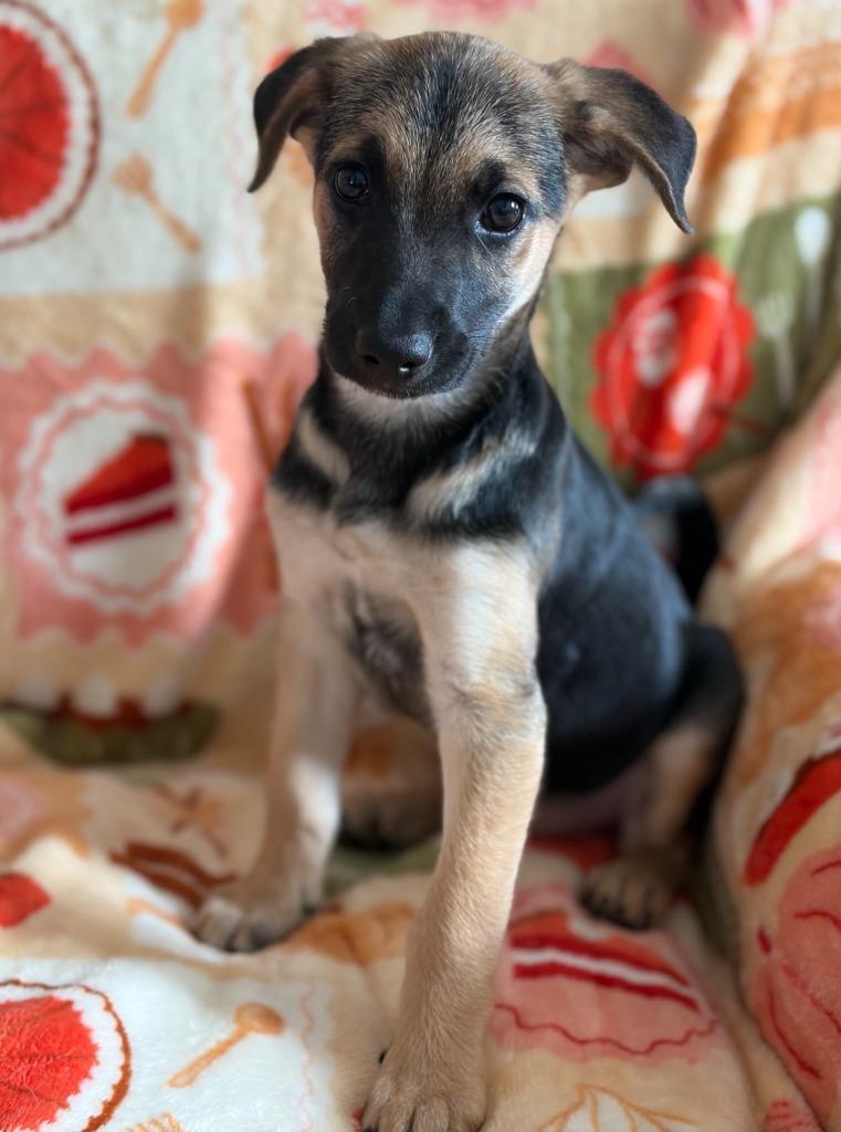 Enlarge Devlin, a Adoptable Terrier in Hudson, NY image 3/3