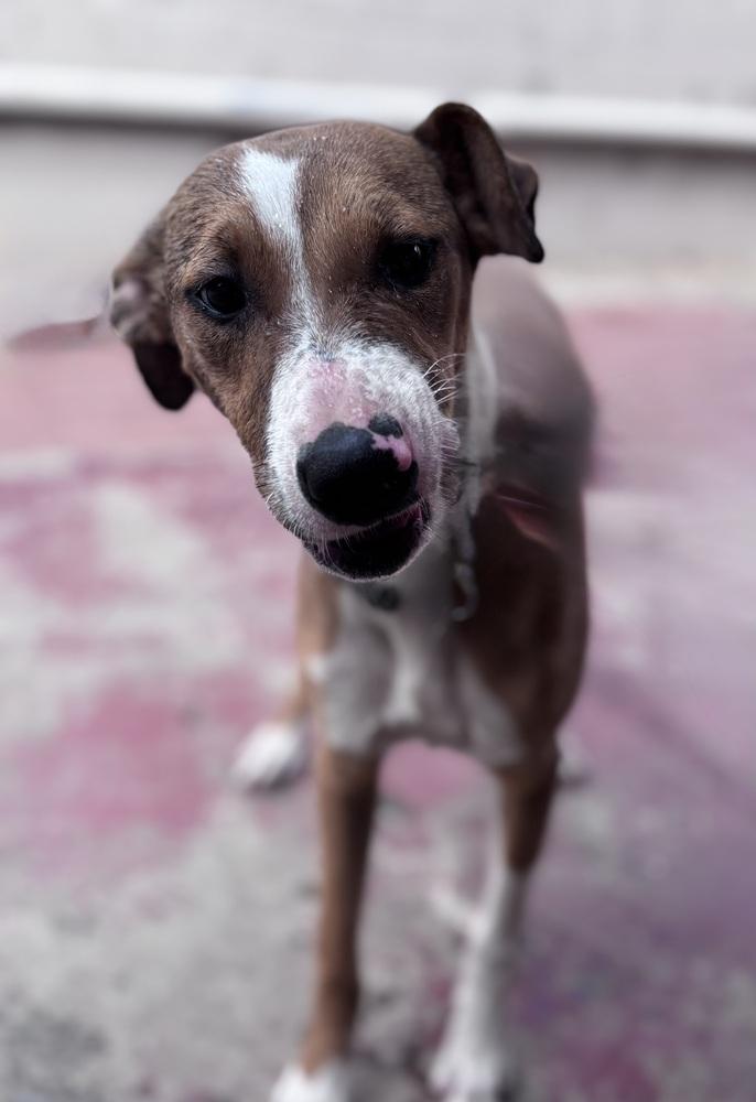 Jazzy, Adoptable, Puppy Female Labrador Retriever & Shepherd.